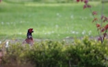 A pheasant with vibrant plumage stands amidst lush green grass and varying plants. The background is a softly focused expanse of greenery with small hints of colorful foliage.