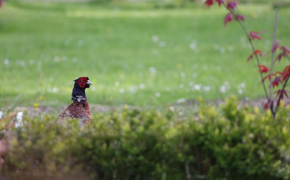 a red and black bird sitting on top of a lush green field