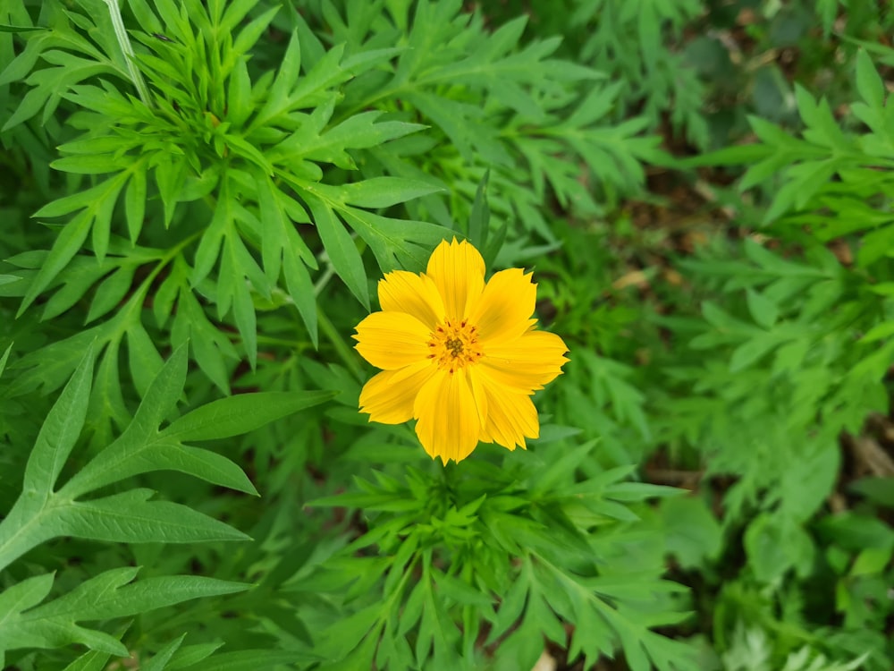 a yellow flower is in the middle of some green plants
