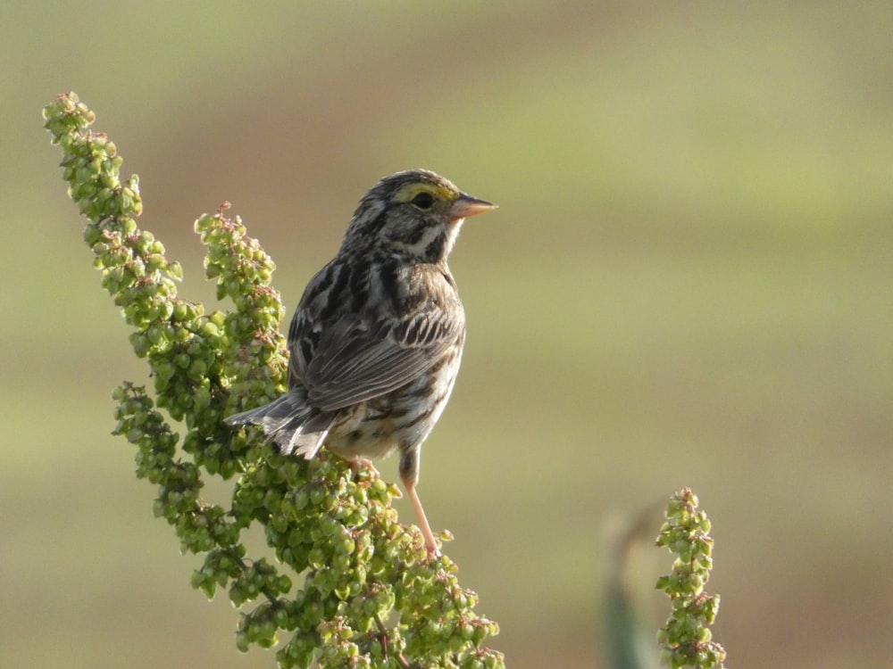 a small bird perched on top of a green plant