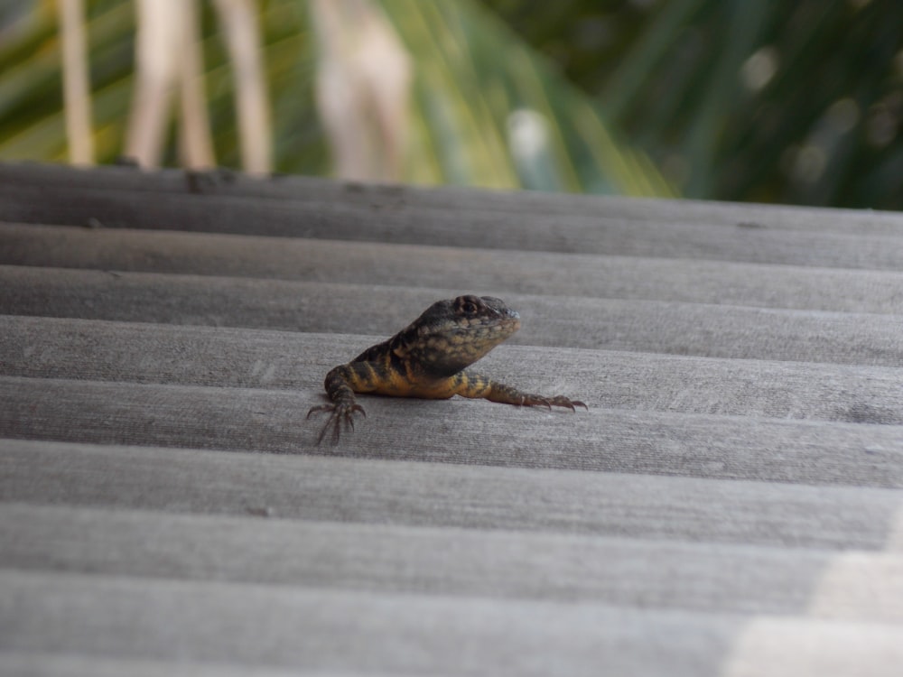 a small lizard sitting on top of a roof