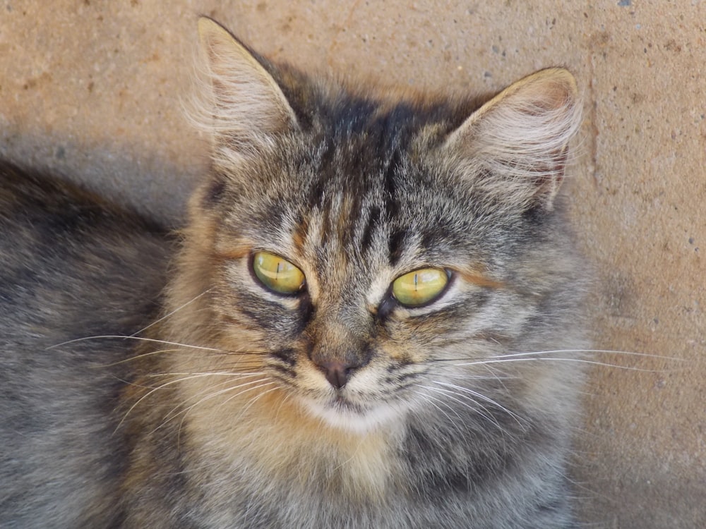 a close up of a cat with yellow eyes