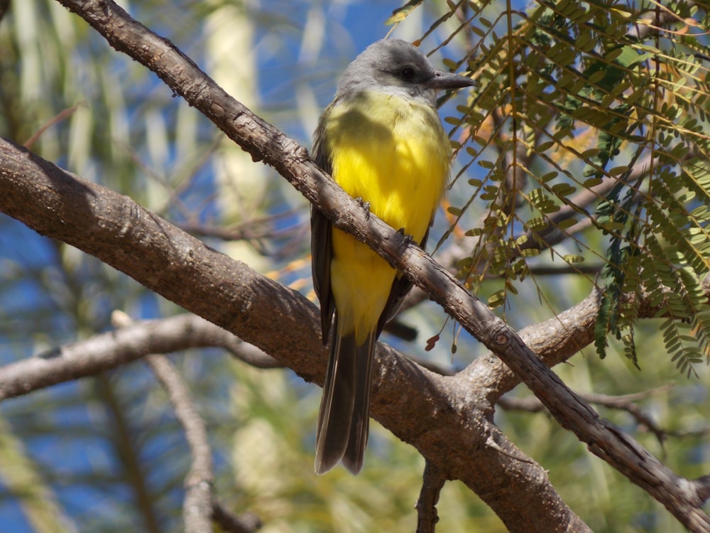 a yellow and gray bird perched on a tree branch