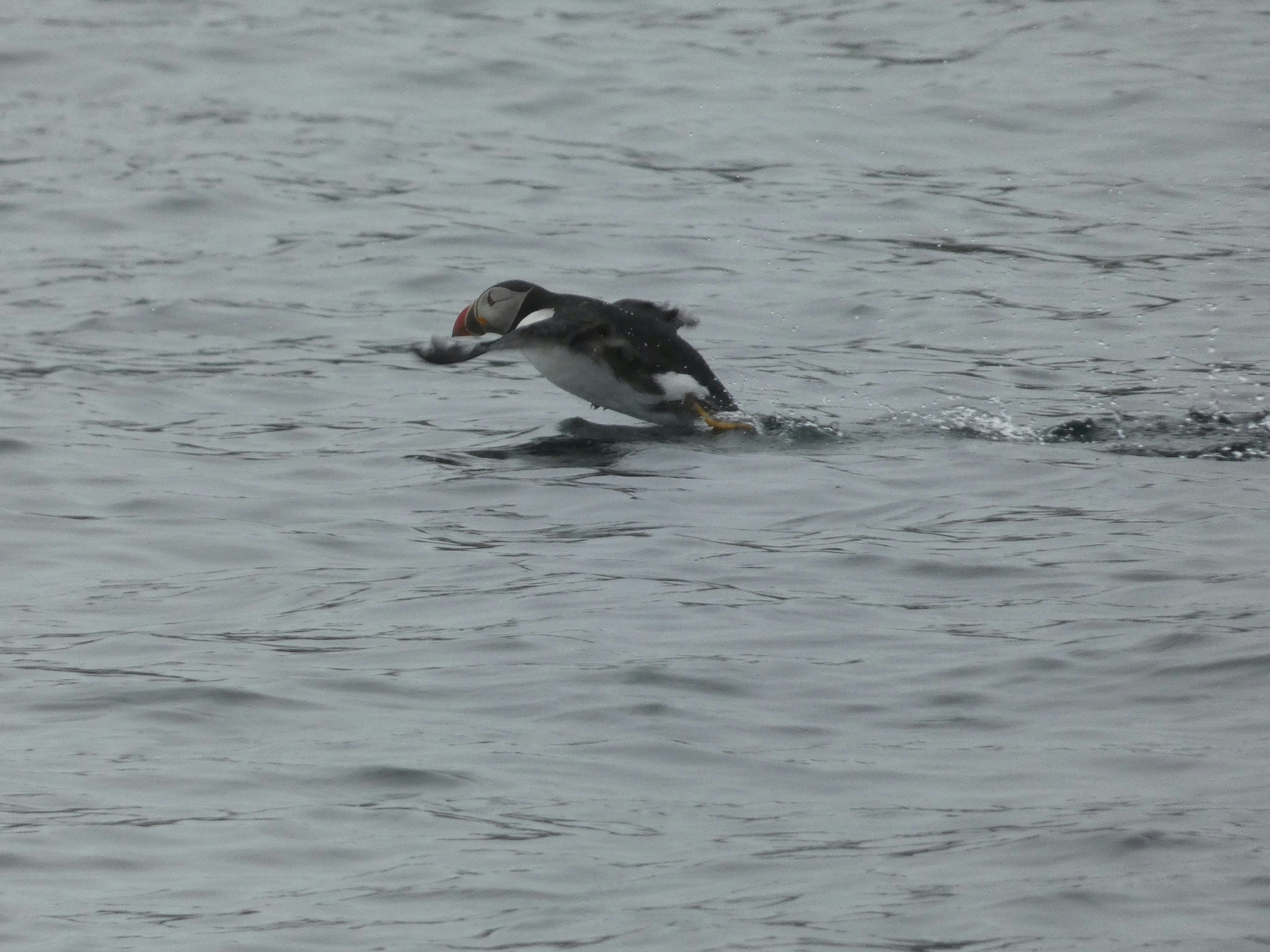 Photo by evelynbodnar