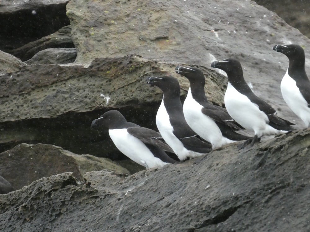 a group of black and white birds sitting on a rock