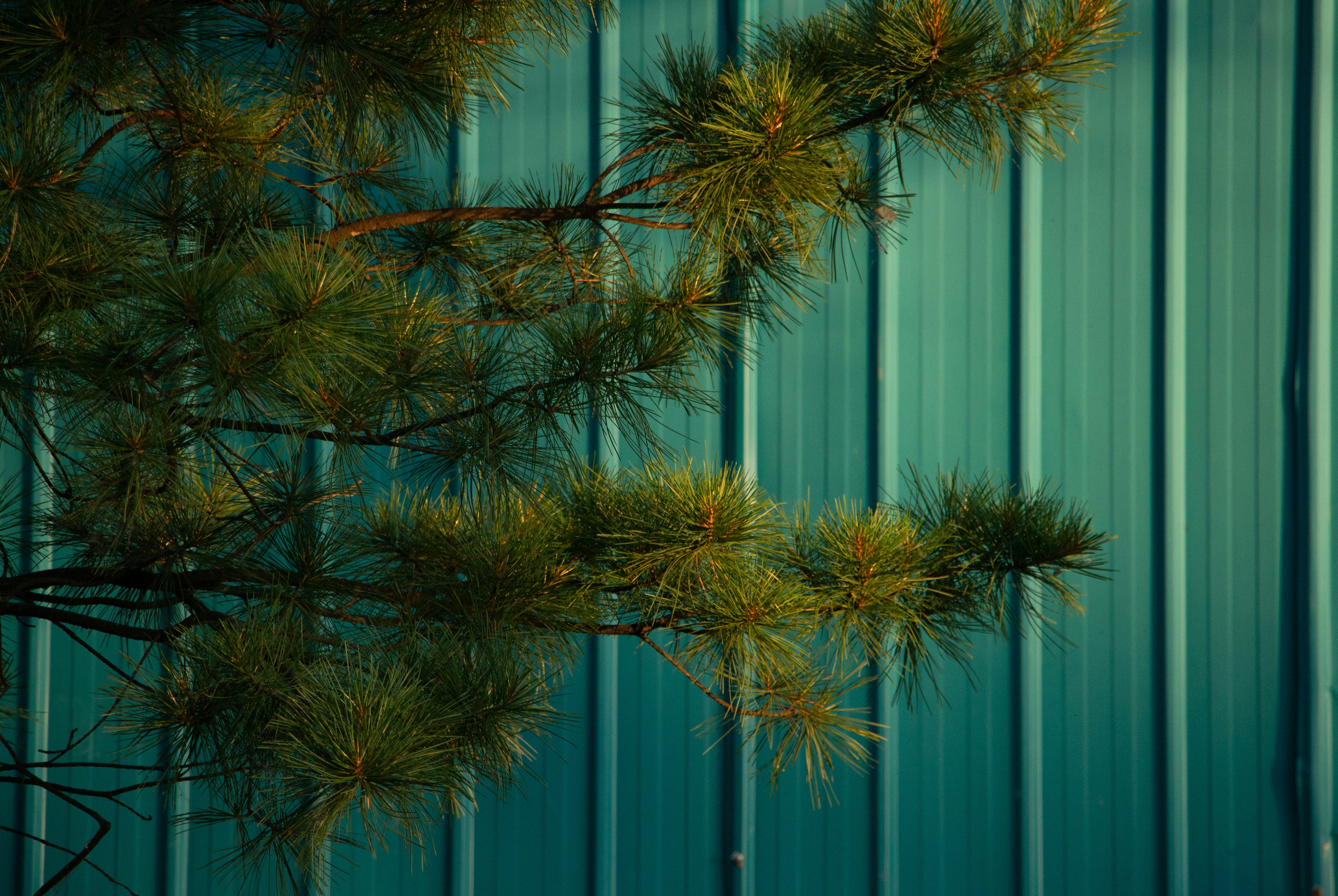 Pine Tree