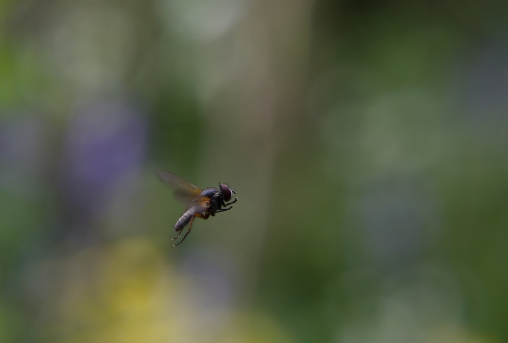 a hummingbird flying in the air with a blurry background