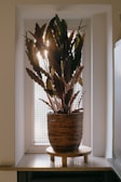 A potted plant with large, dark green leaves is placed on a wooden stand in front of a window. The sunlight softly filters through the leaves, casting gentle patterns and creating a warm ambiance. The pot is made of a woven natural material, adding an earthy texture to the space. The setting suggests a cozy interior with minimalistic decor.
