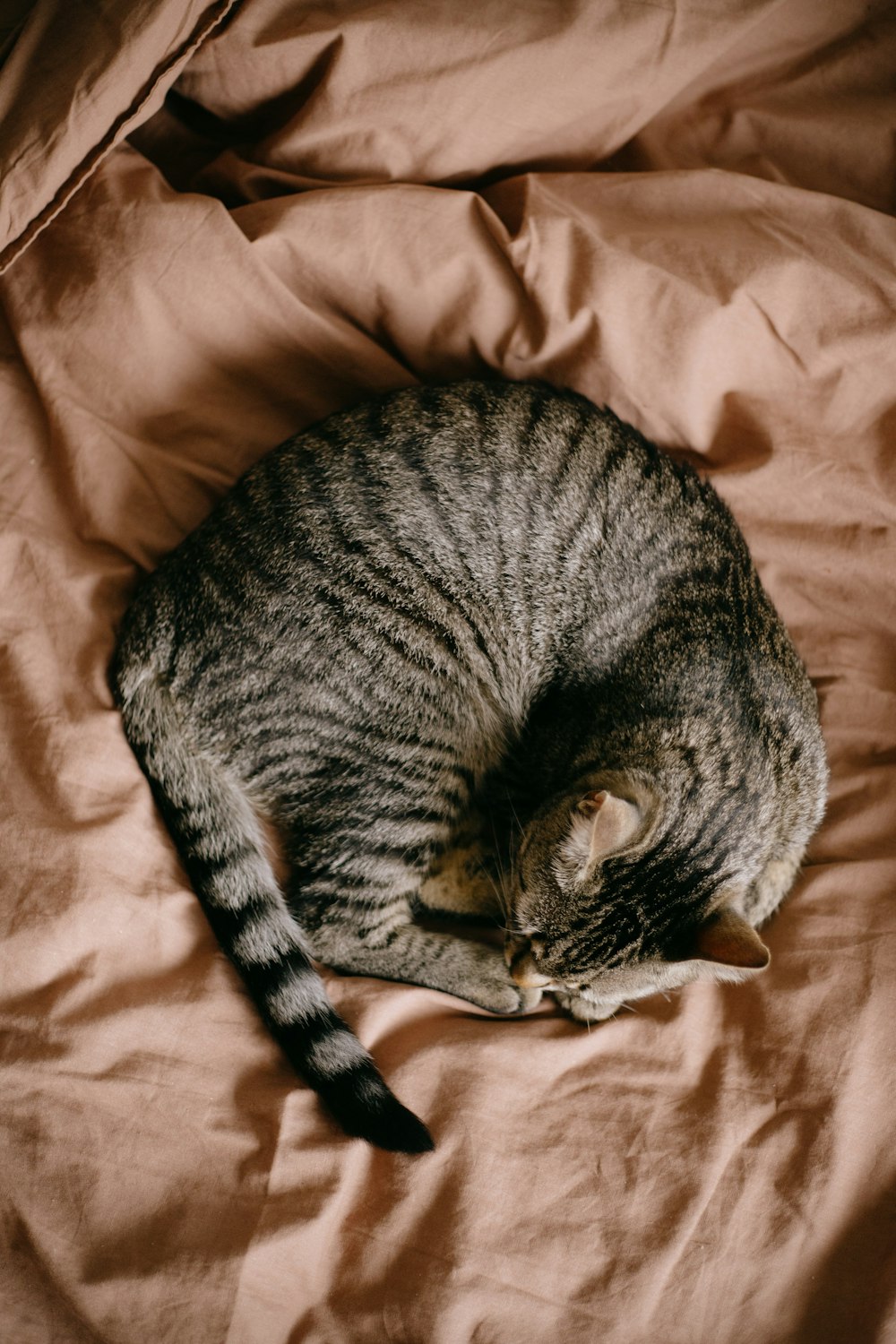 a cat is curled up on a bed