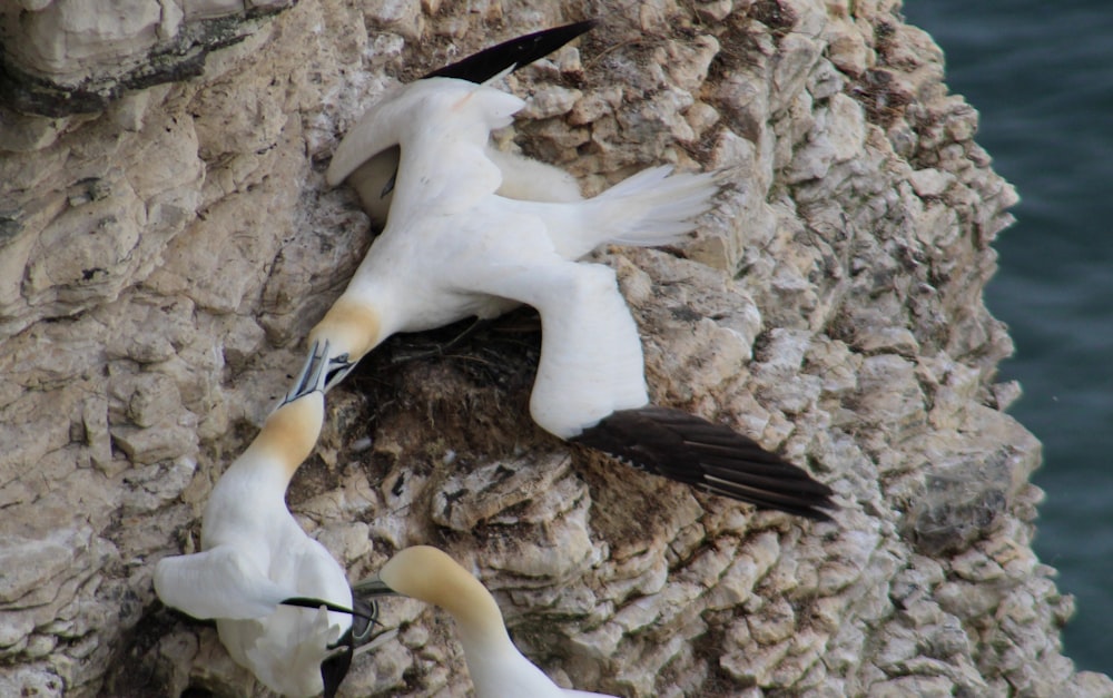 a couple of birds that are on a rock