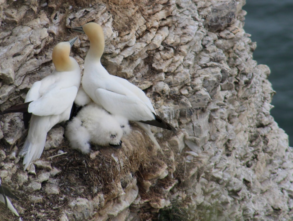 a couple of white birds sitting on top of a rock