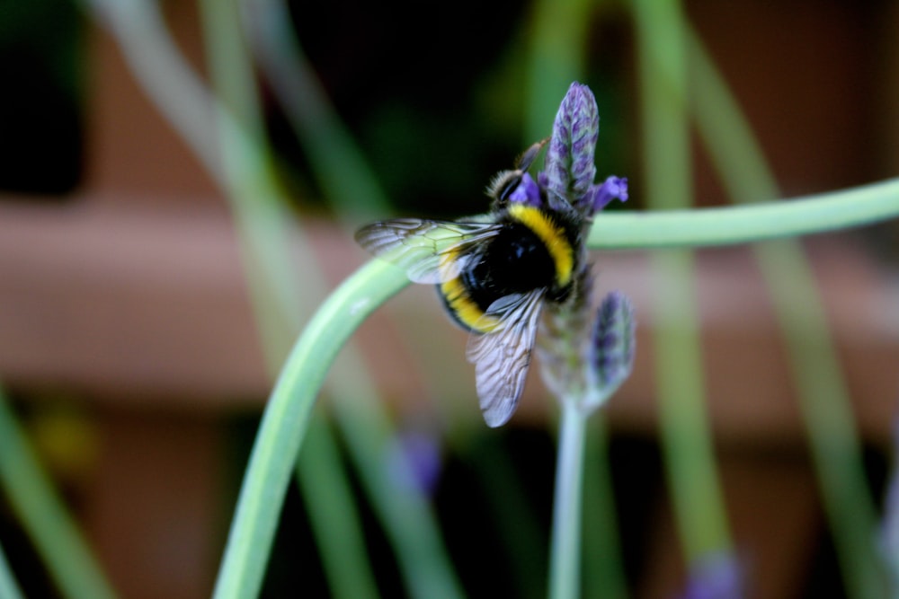 a bee sitting on top of a purple flower