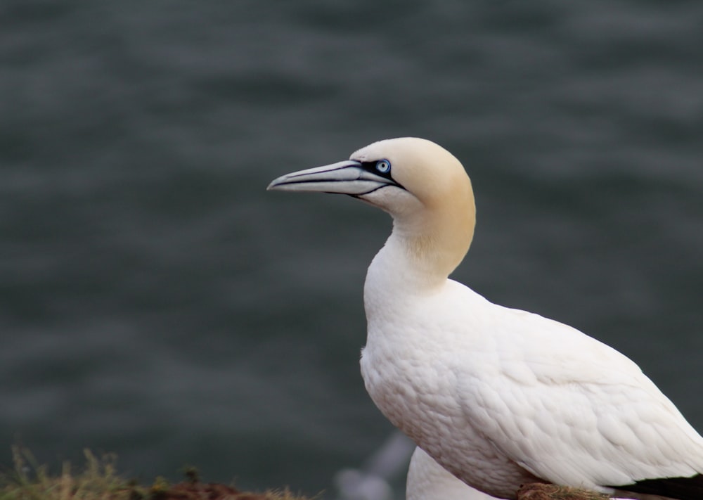 a white bird with a black beak sitting on a rock