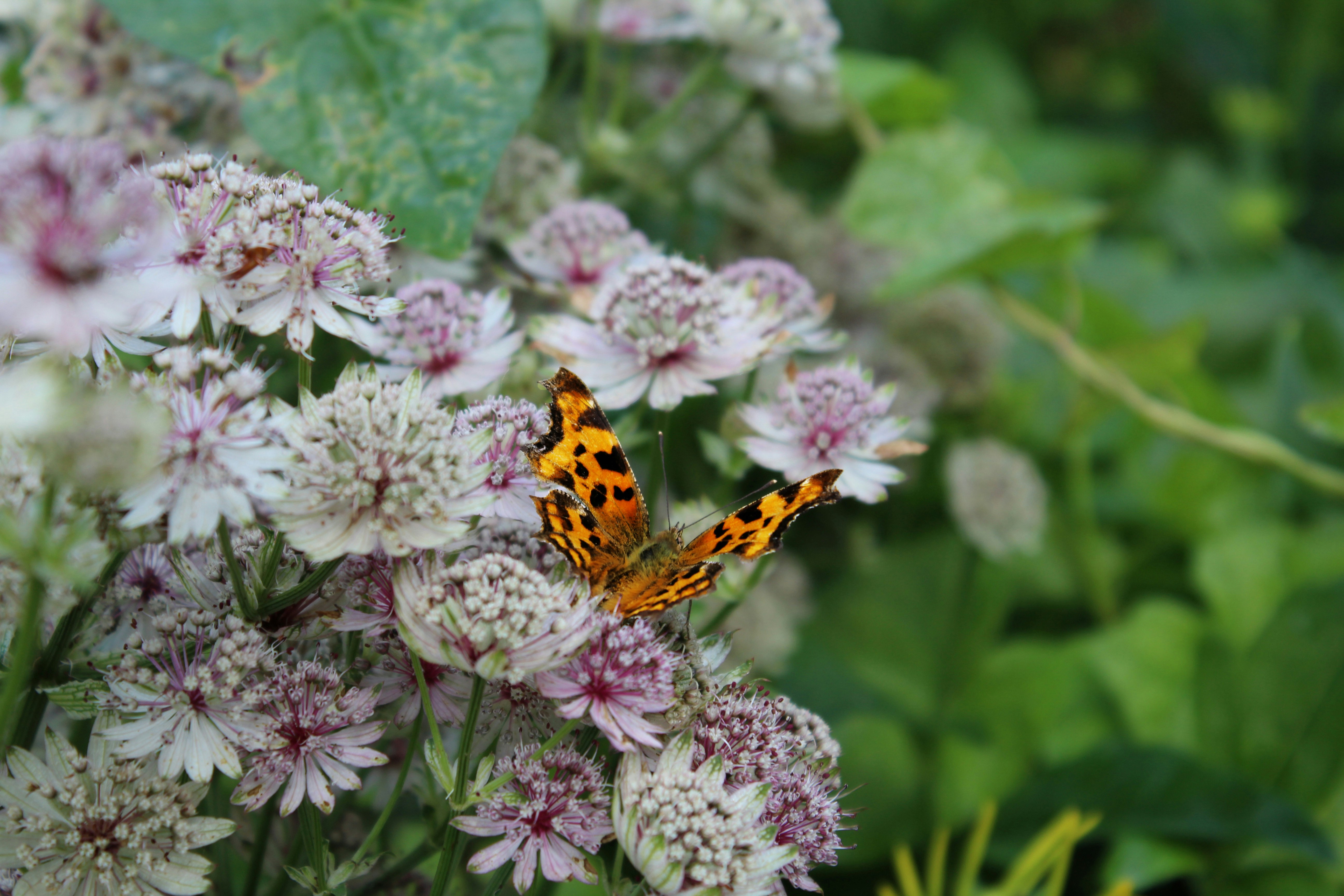 Photo by julia_fiander