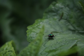 Close-up of a colorful fly resting on a smooth river rock beside clear flowing water.