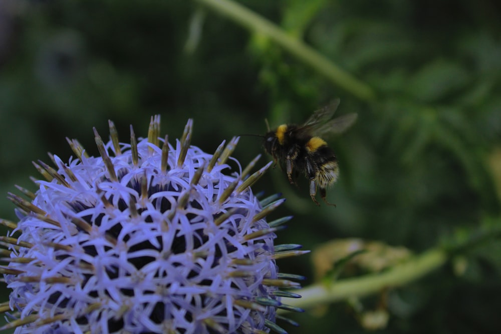 a close up of a flower with a bee on it