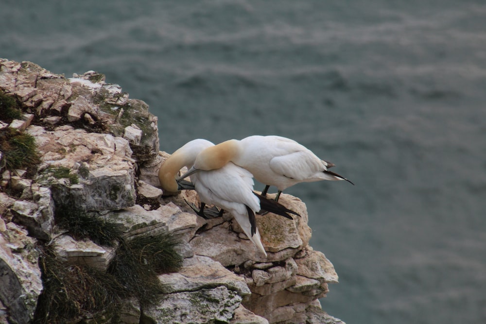 a couple of birds standing on top of a rocky cliff