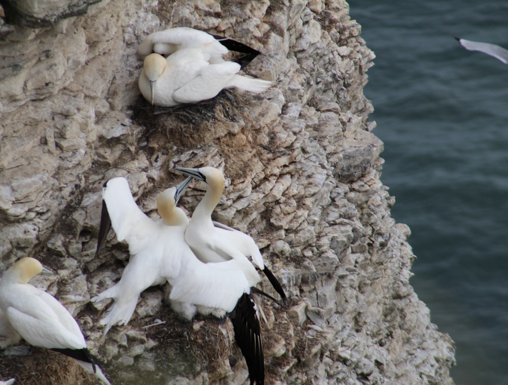 a flock of birds sitting on top of a rocky cliff