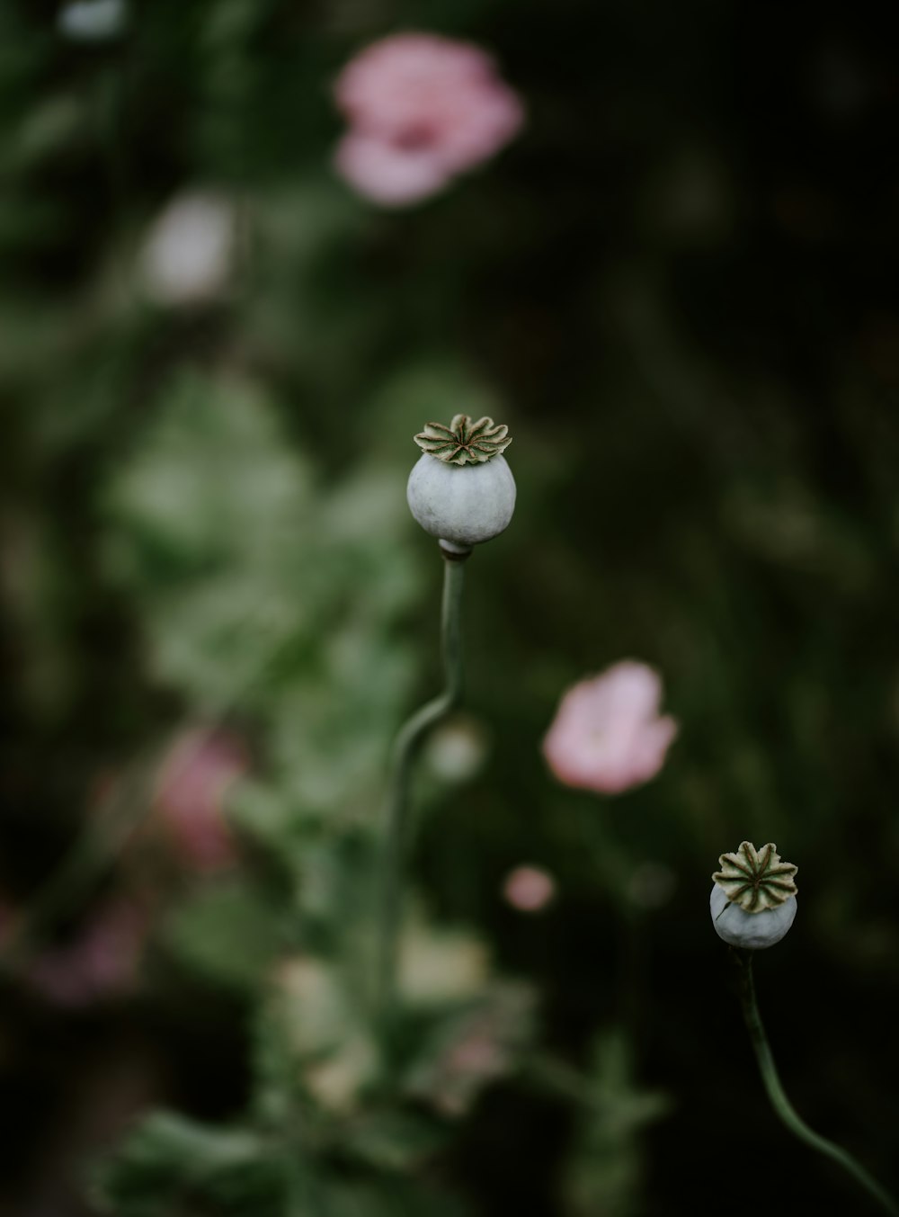 a close up of a flower with a blurry background