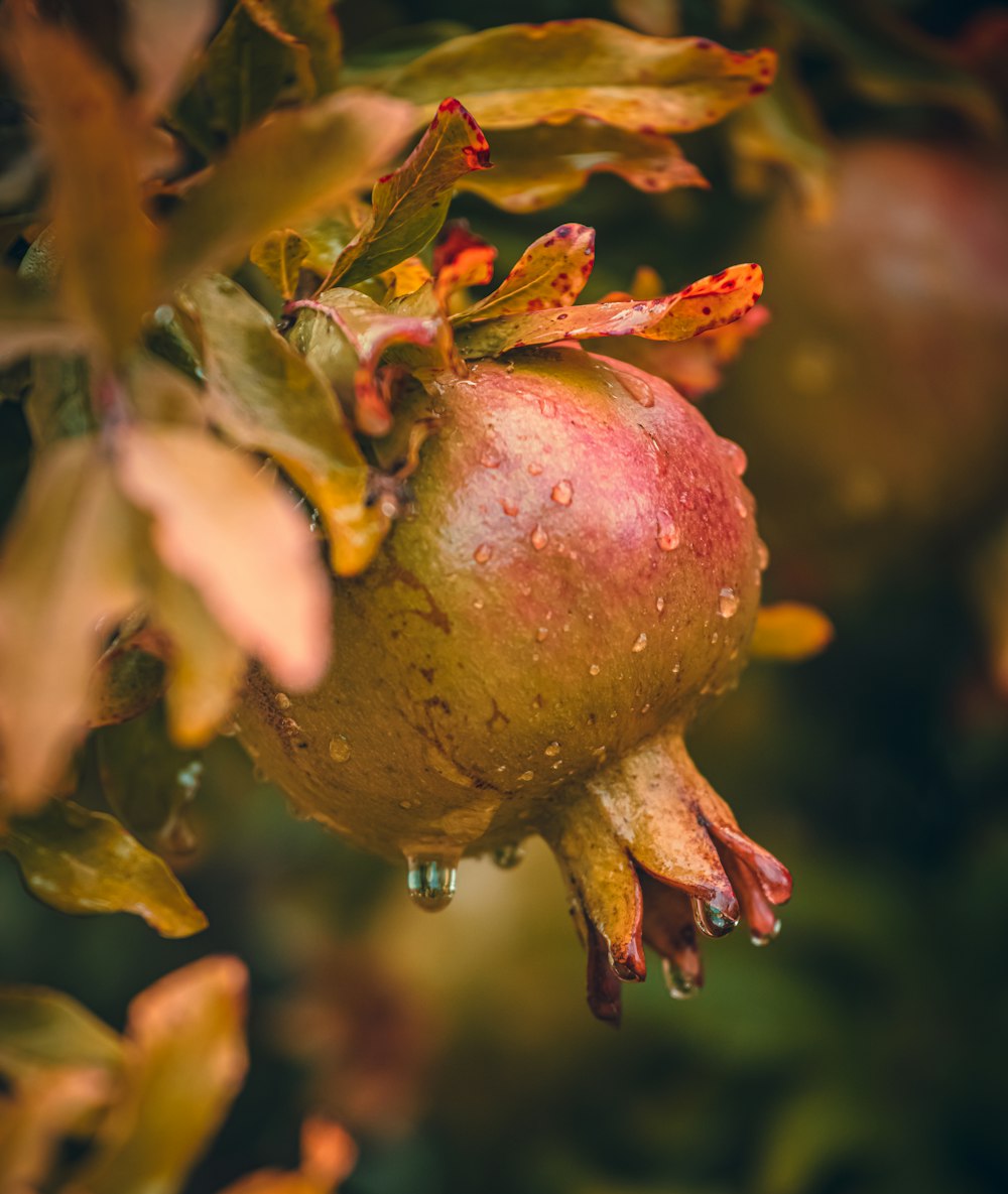 a pomegranate hanging from a tree branch