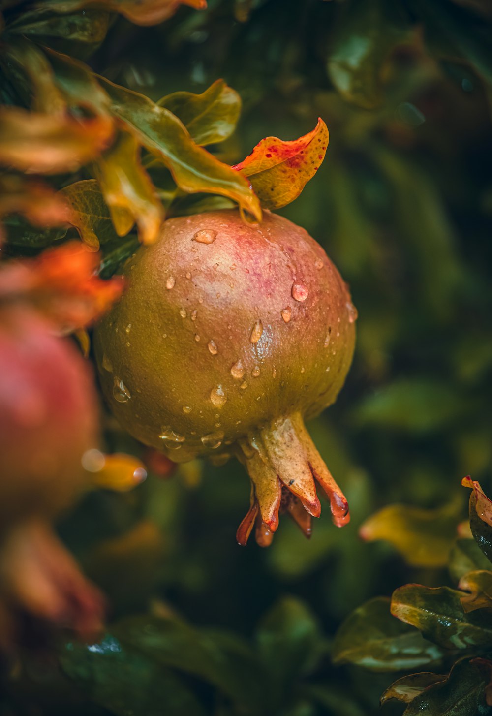 a pomegranate hanging from a tree in the rain