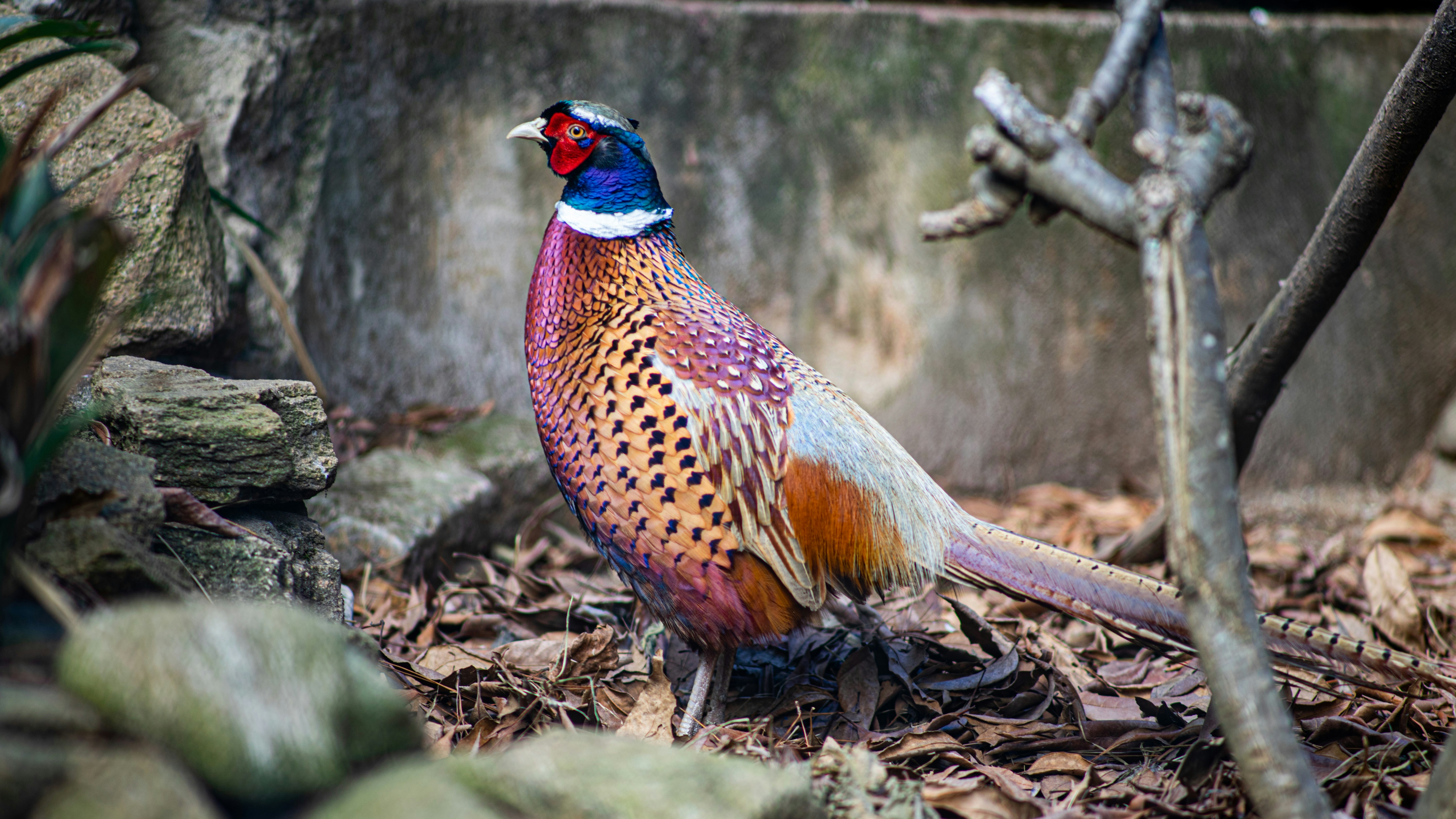 Photo by alekseyryan