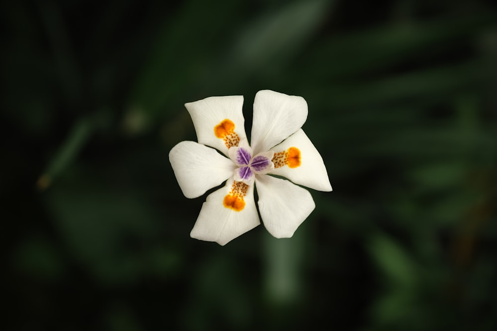 a close up of a white flower with a purple center