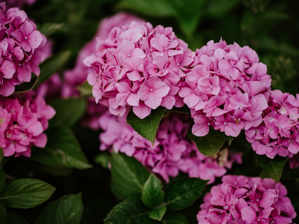 a bunch of pink flowers with green leaves