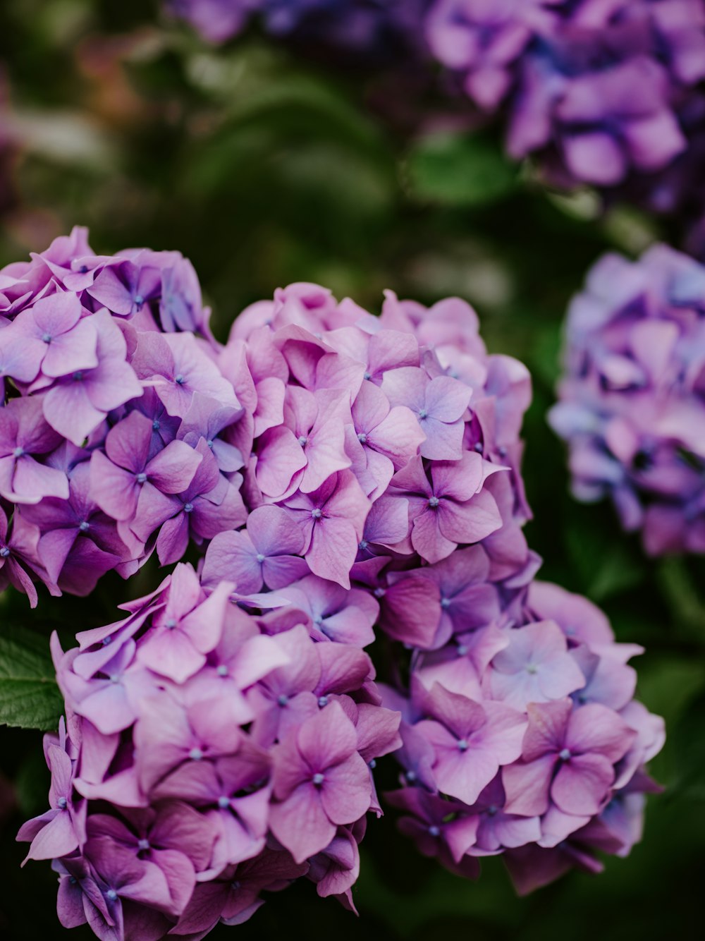 a bunch of purple flowers with green leaves