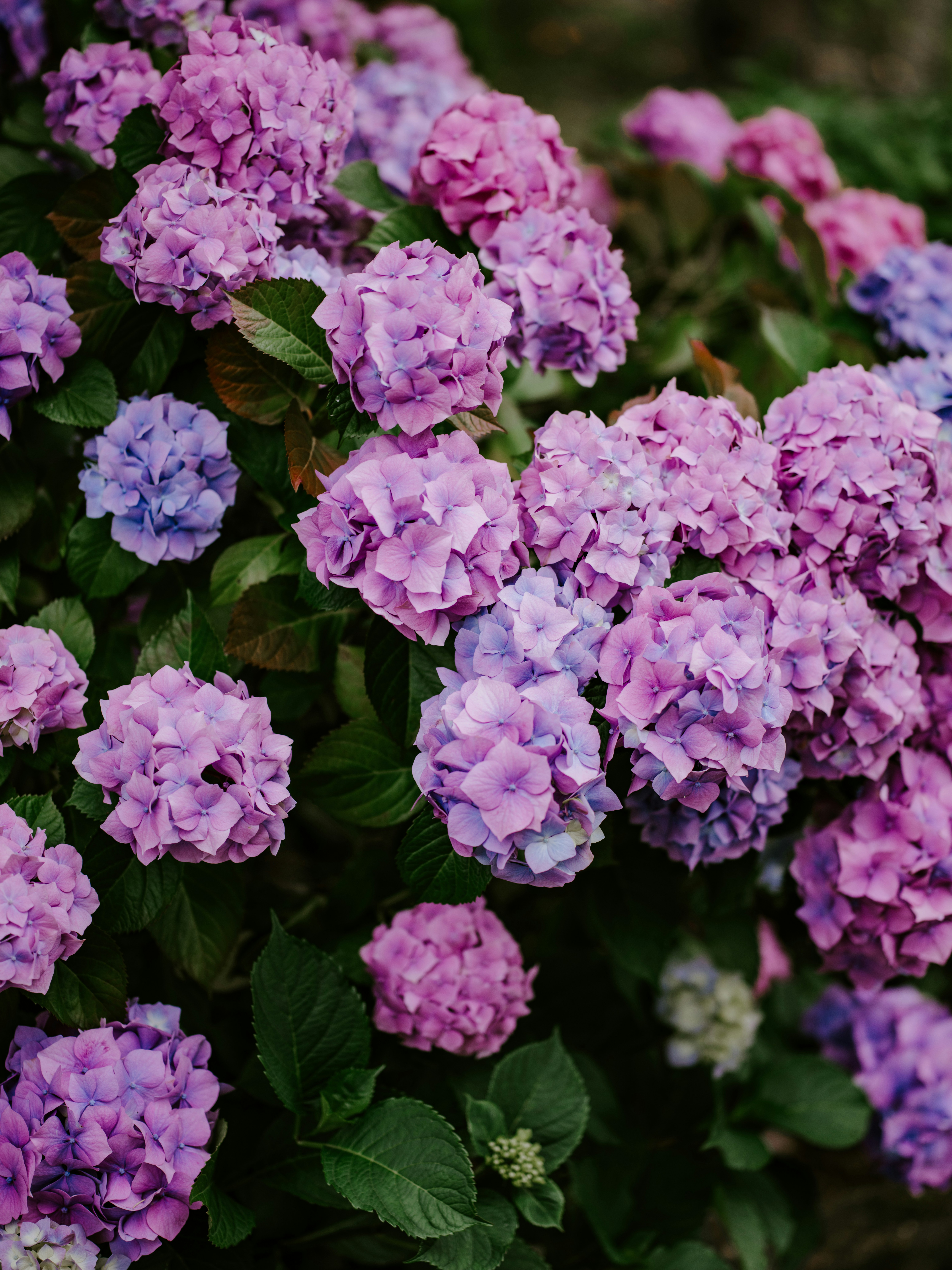 Photo by anniespratt