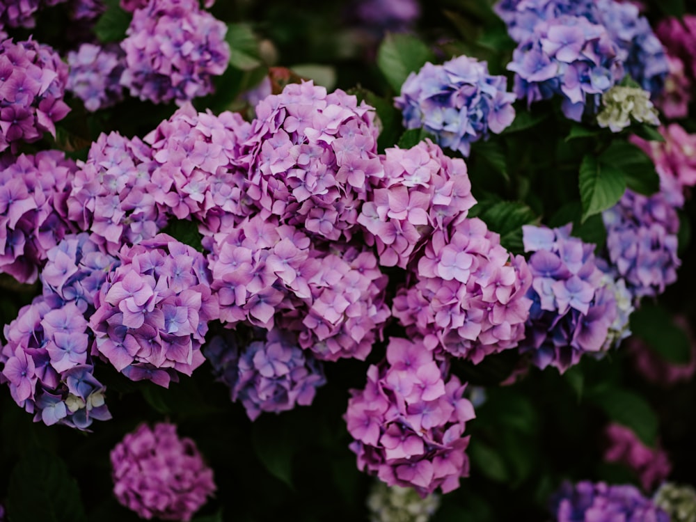 a bunch of purple and blue flowers with green leaves