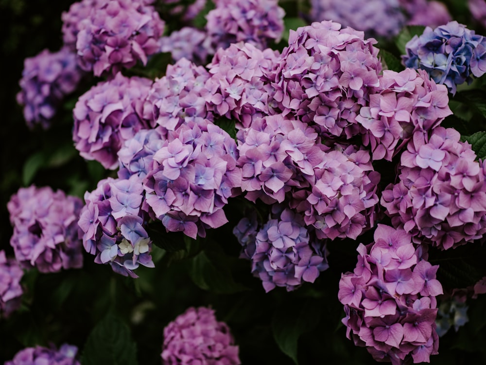 a bunch of purple flowers with green leaves