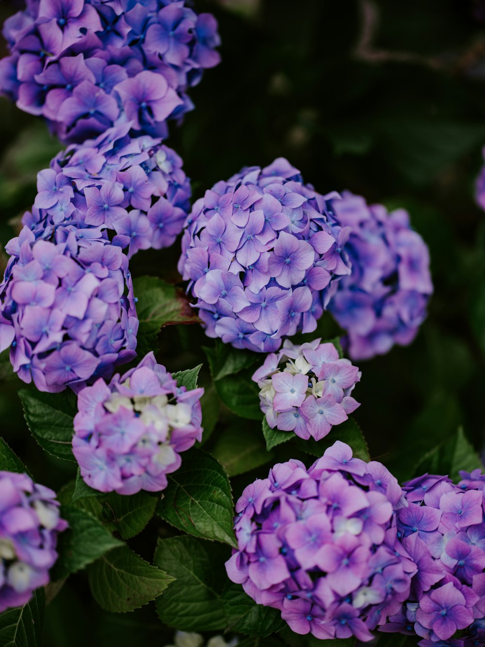 a bunch of purple flowers with green leaves