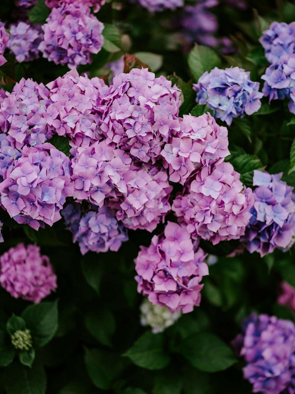 un mazzo di fiori viola che stanno sbocciando
