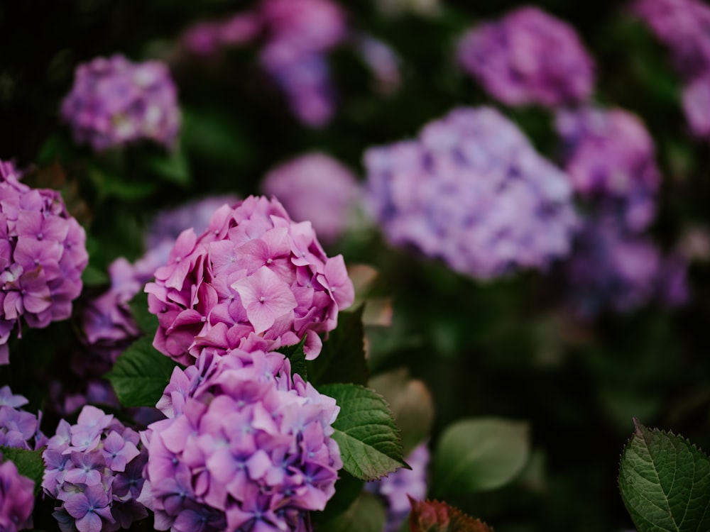 a bunch of purple flowers with green leaves