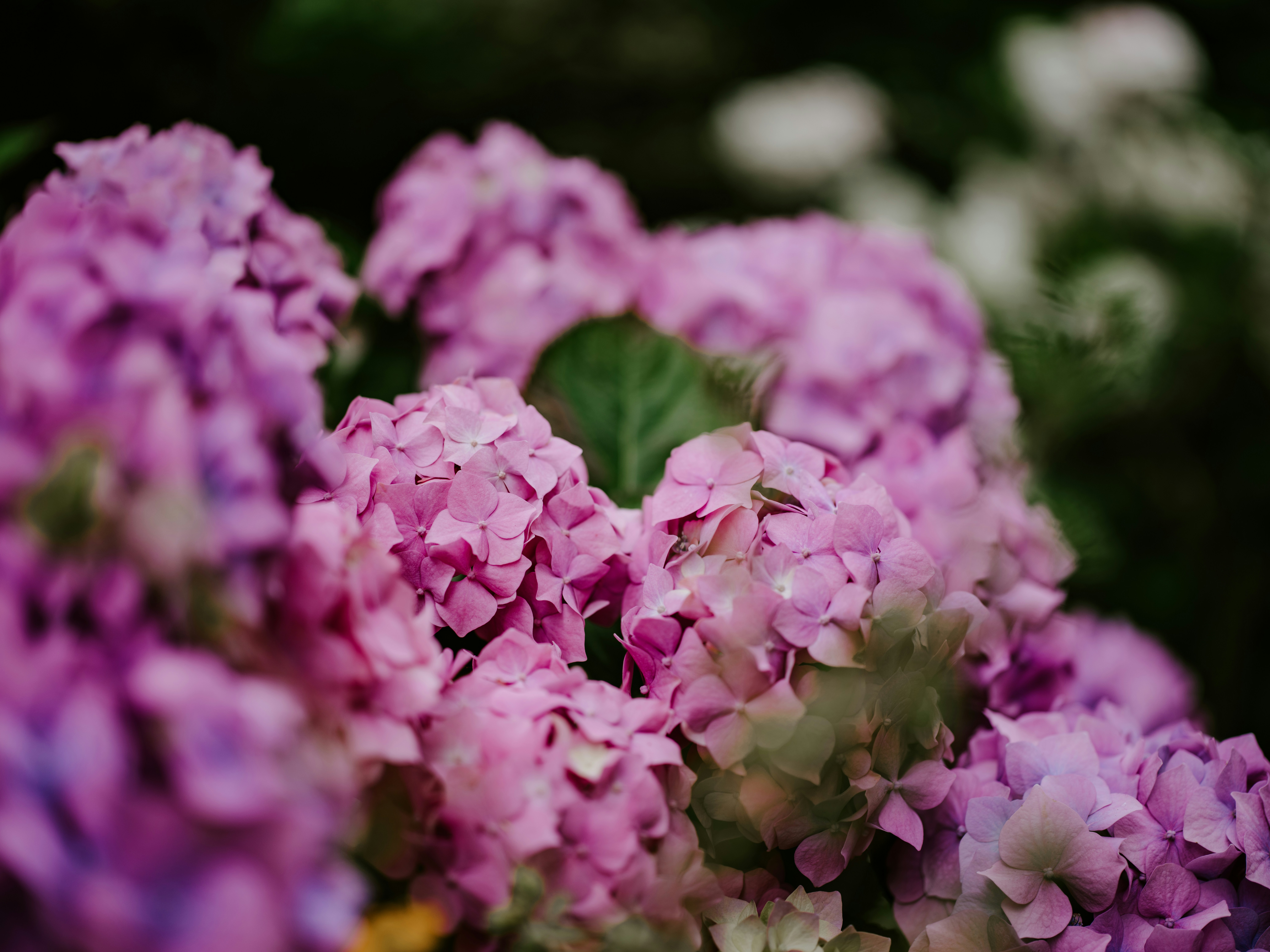 Photo by anniespratt