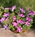 A clay pot holds a lush arrangement of vibrant purple and white petunias surrounded by green foliage. The flowers bloom brightly against a backdrop of healthy grass, emphasizing their colorful petals.