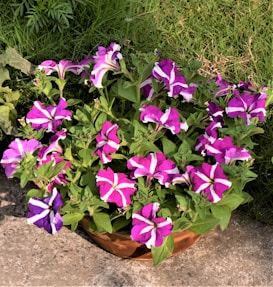 A clay pot holds a lush arrangement of vibrant purple and white petunias surrounded by green foliage. The flowers bloom brightly against a backdrop of healthy grass, emphasizing their colorful petals.