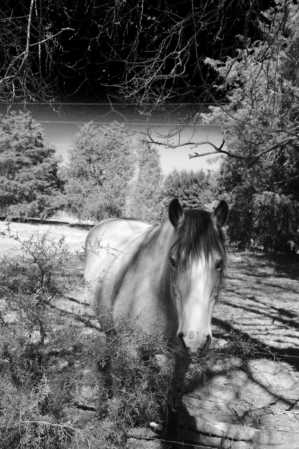 uma foto em preto e branco de um cavalo em um campo