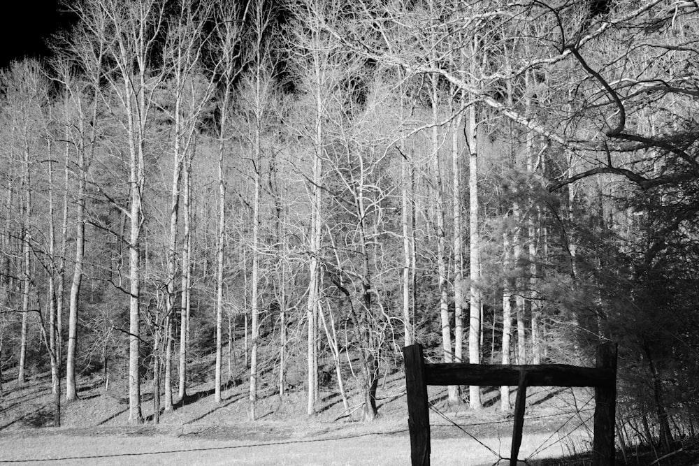 Una foto in bianco e nero di un cancello nel bosco