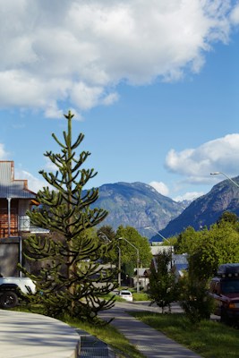 A tree with distinctive branch patterns stands in a quiet, suburban neighborhood bordered by lush greenery. The background features majestic mountains under a partly cloudy sky, with residential houses lining the street.