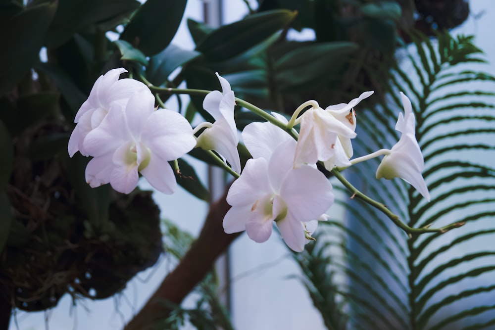 a close up of a plant with white flowers