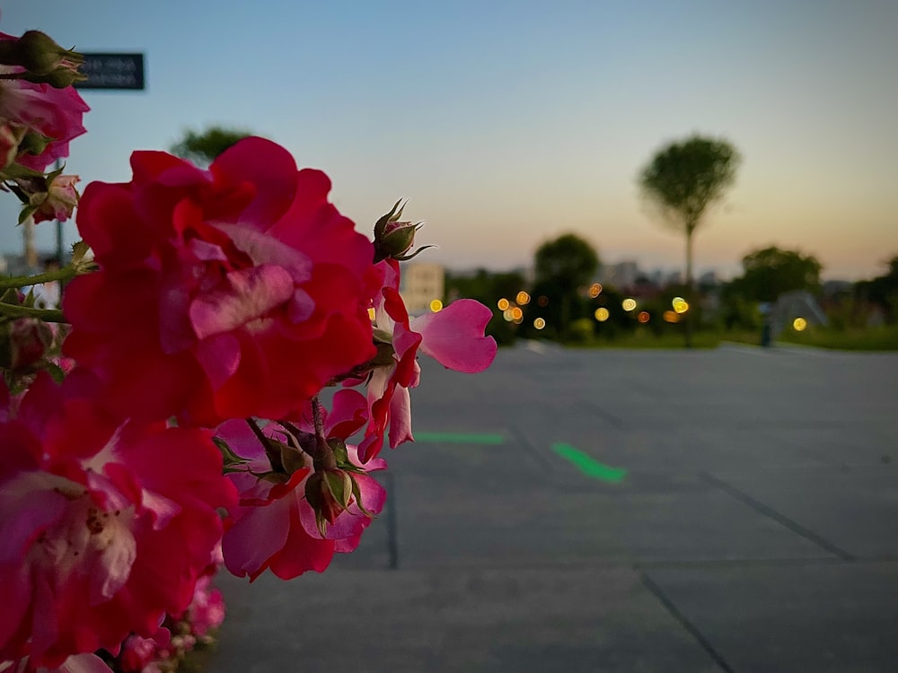 a bunch of pink flowers sitting on the side of a road