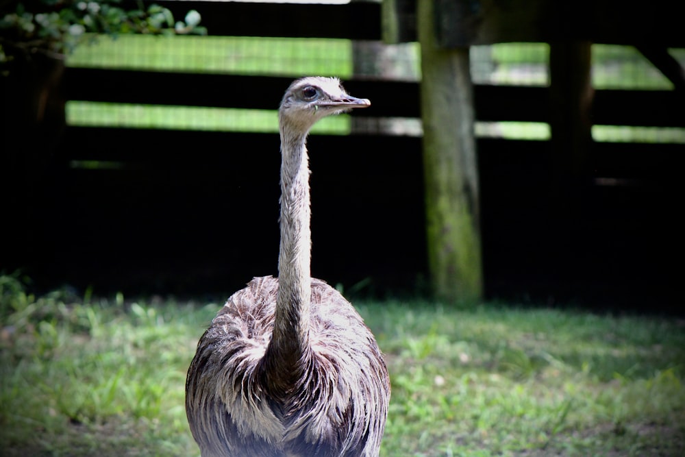 an ostrich standing in the grass near a fence