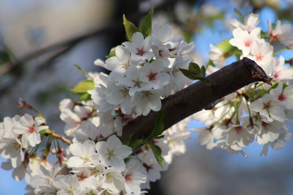 a branch of a tree with white flowers