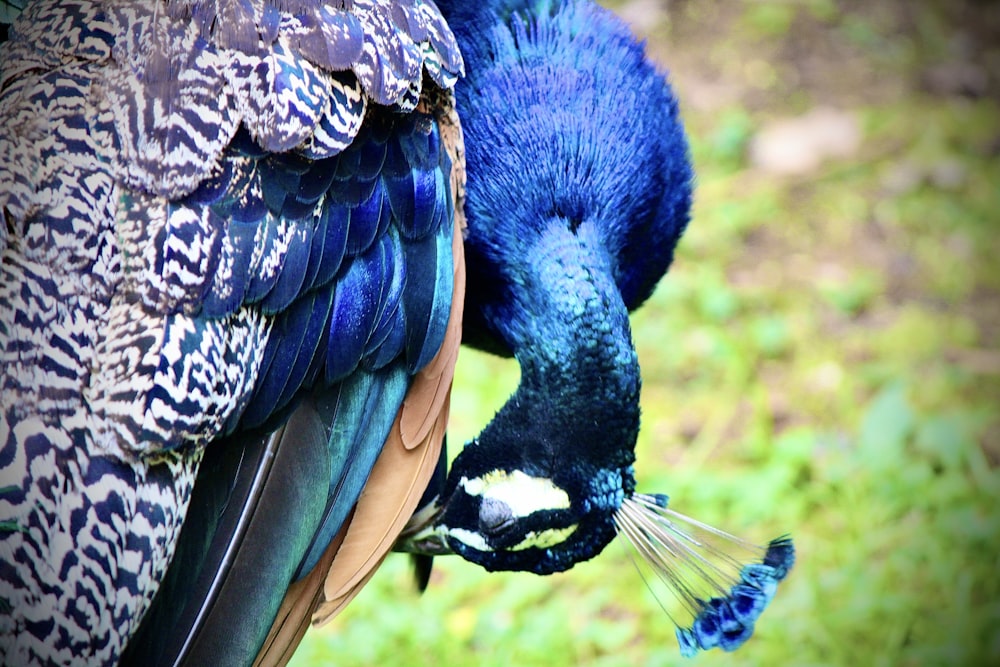 a close up of a peacock with its head down