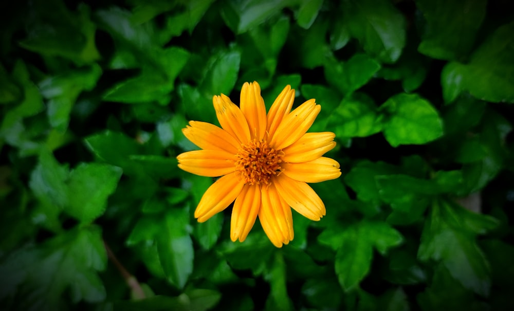 a yellow flower with green leaves in the background