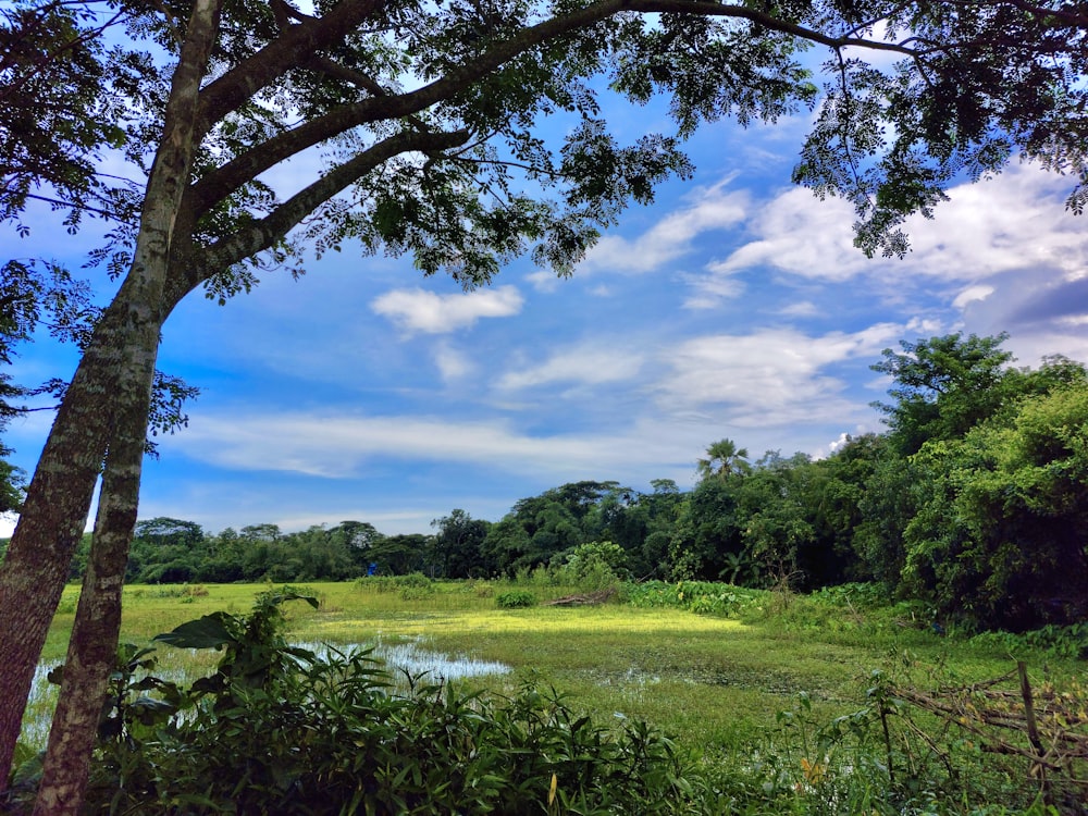 a field with trees and a body of water