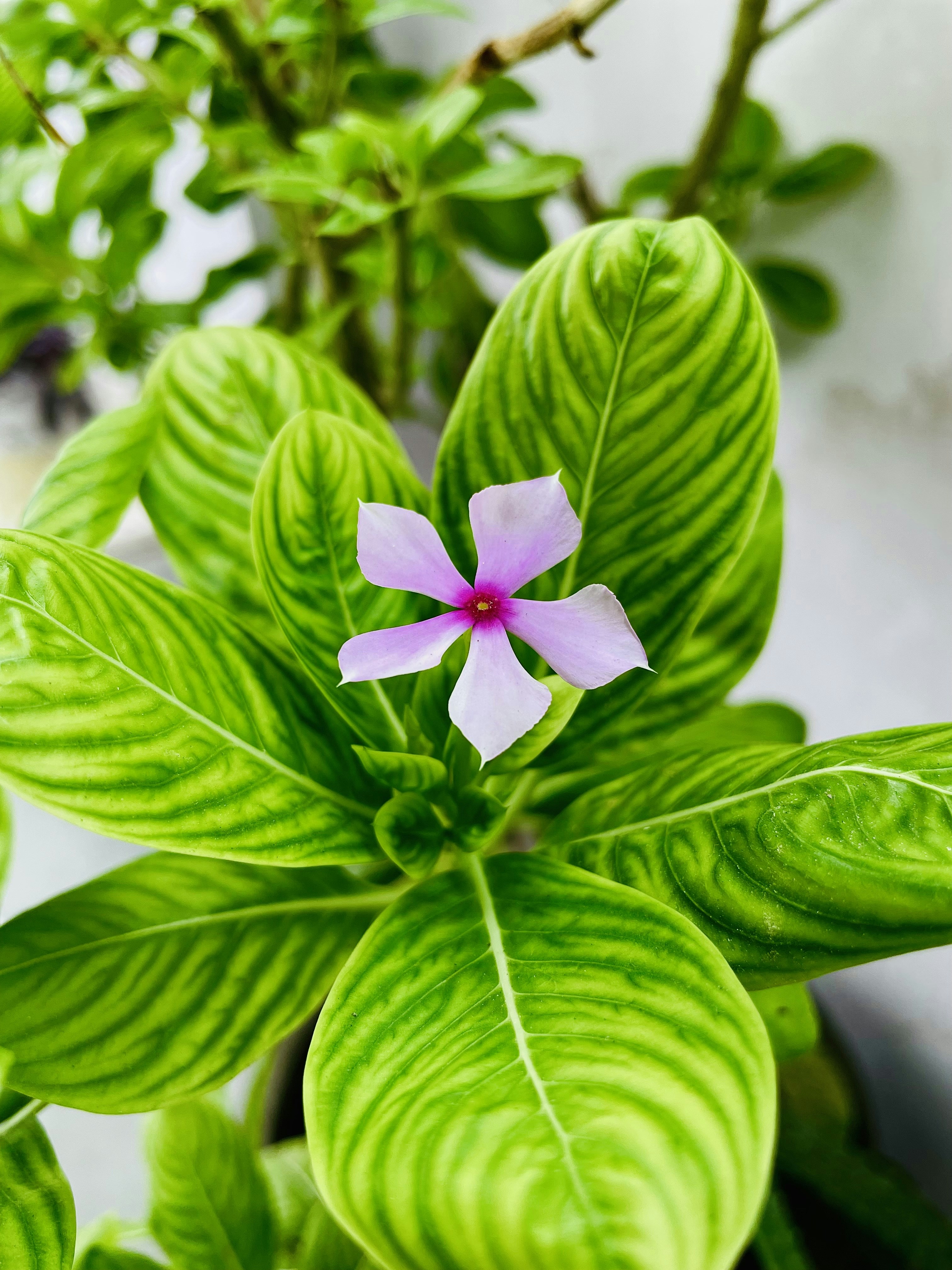 A small purple flower sitting on top of a green plant photo – Free ...