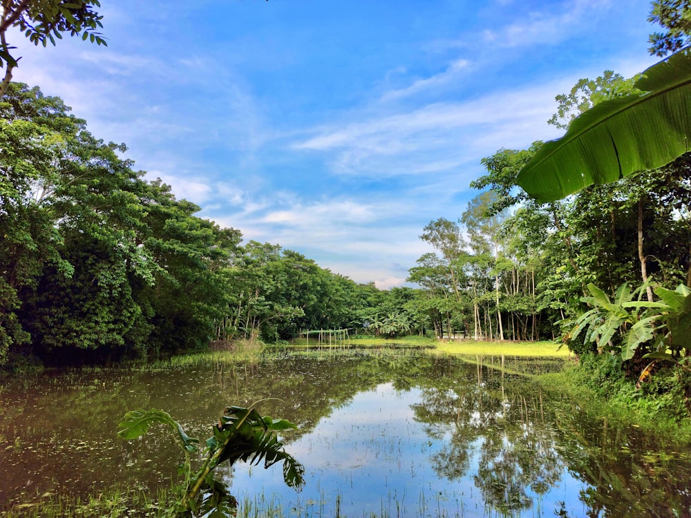 a body of water surrounded by lush green trees